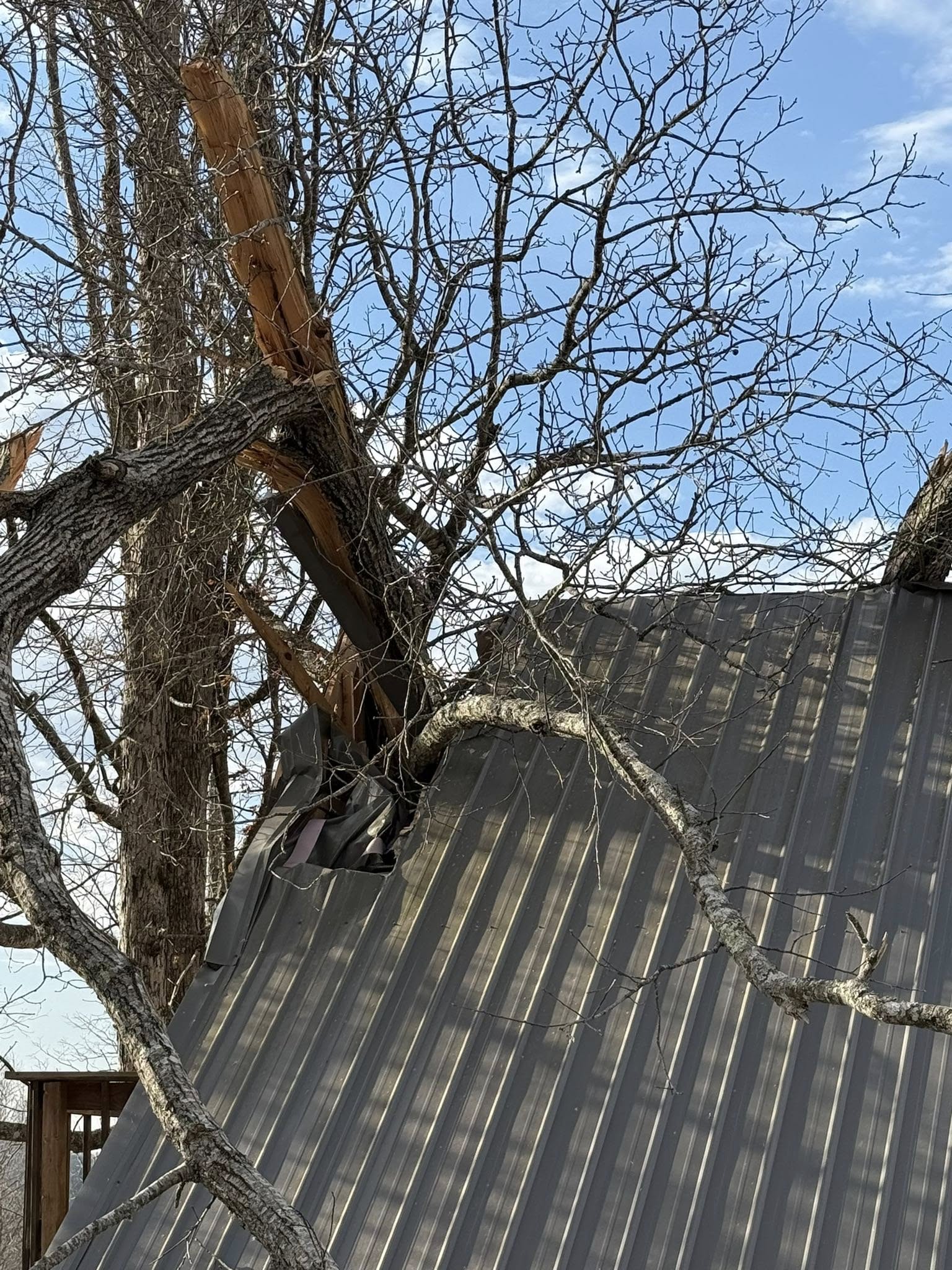 Storm damage tree removal